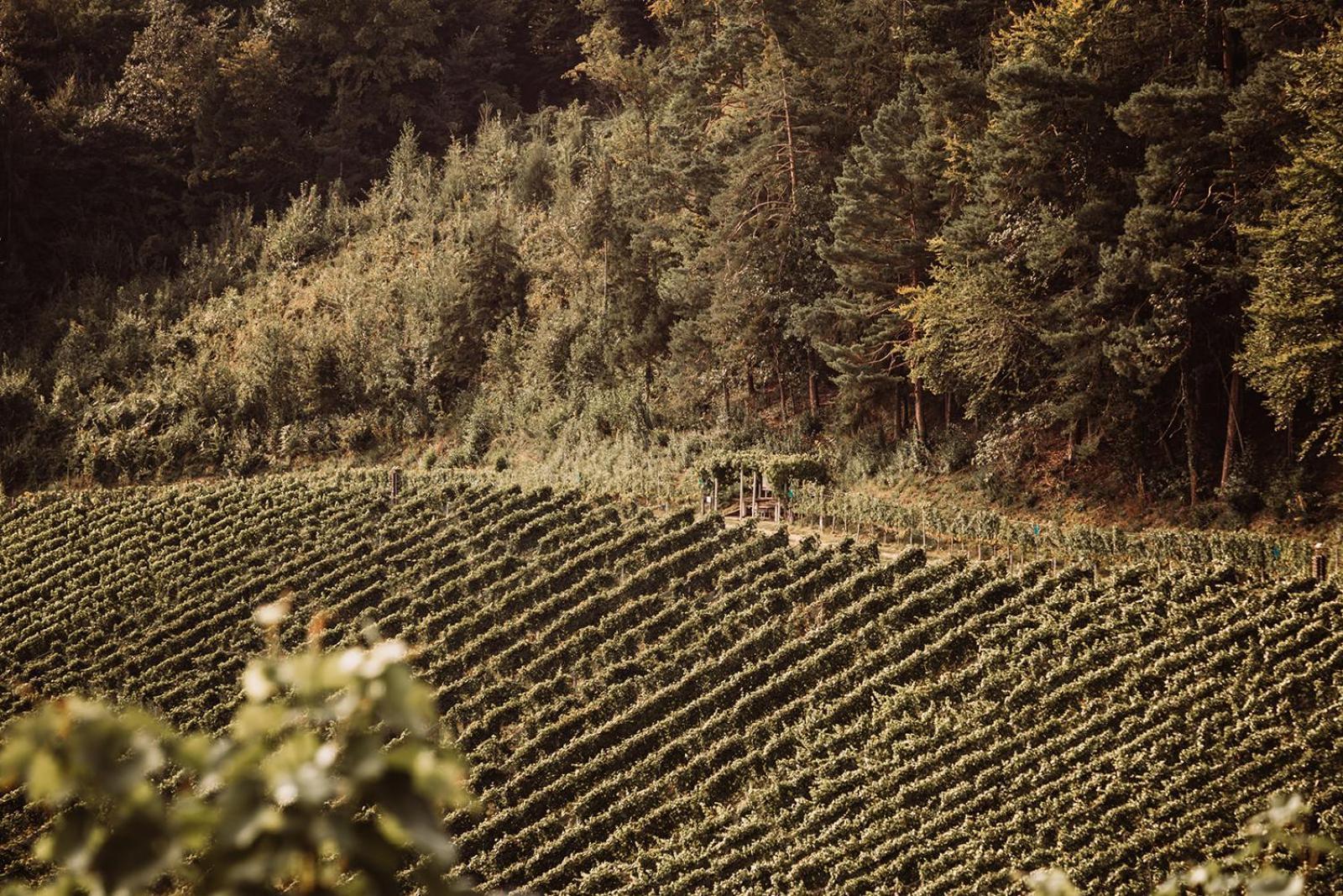 Weingut Kollerhof Am Eichberg Villa Leutschach Bagian luar foto